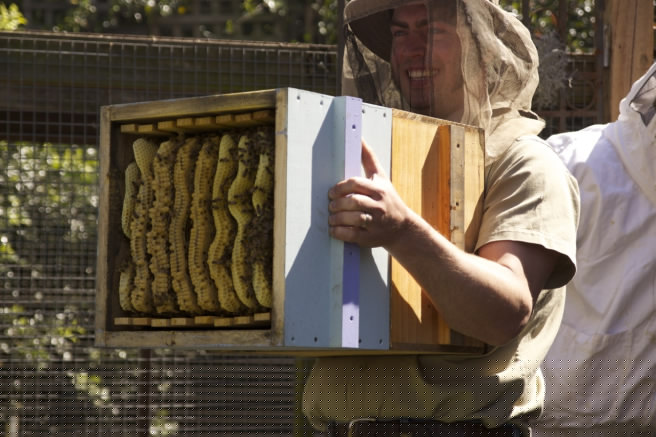 beekeeping14